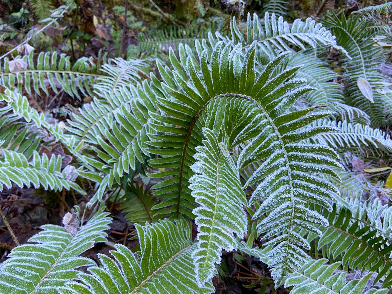 Frosty swordfern