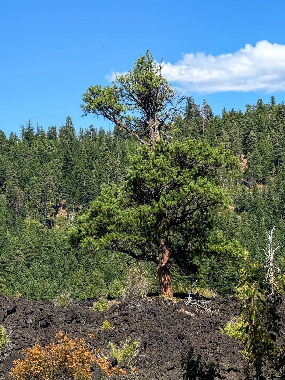 Stubby, old pine on lava flow