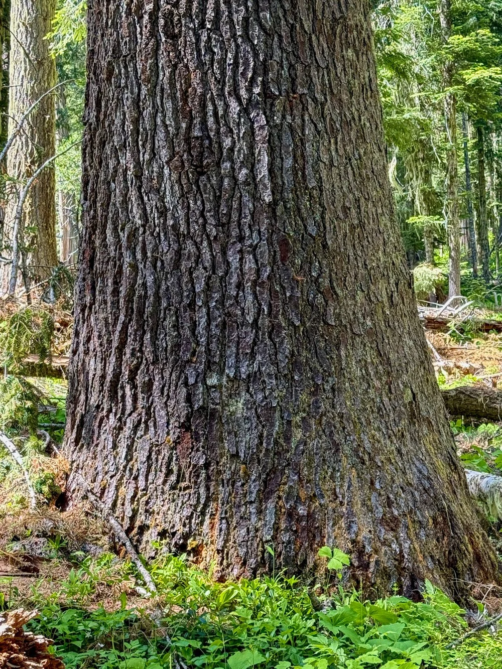 Massive Shasta red fir