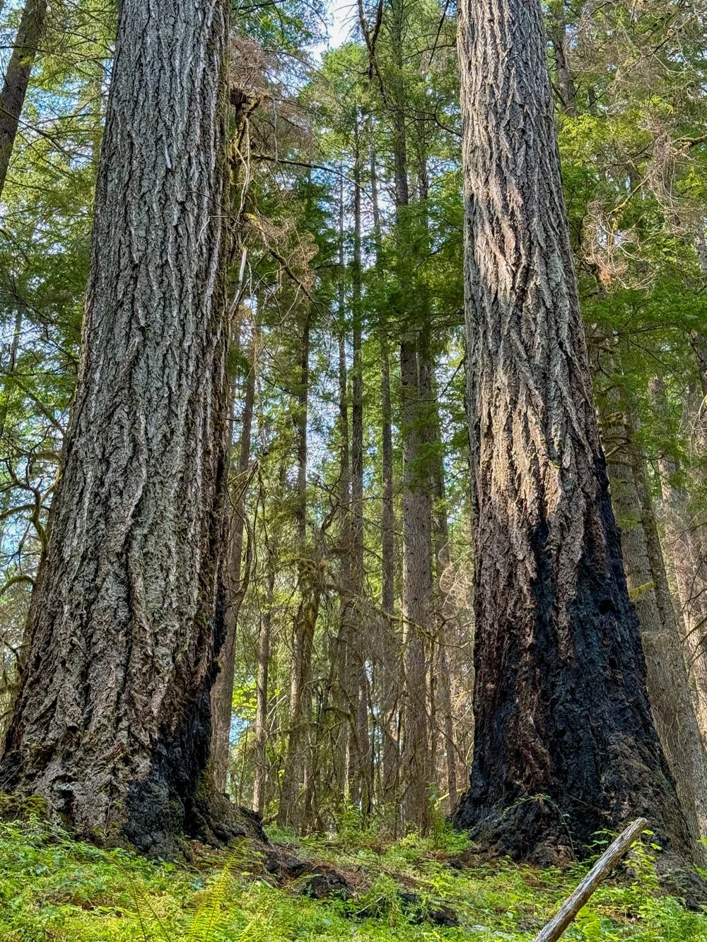 Fire-scorched Douglas-fir