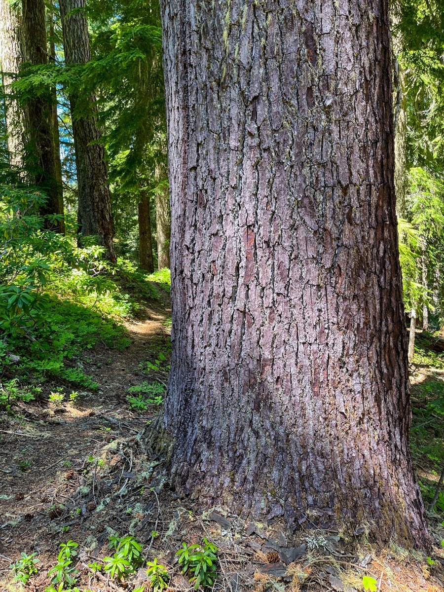 Large noble fir