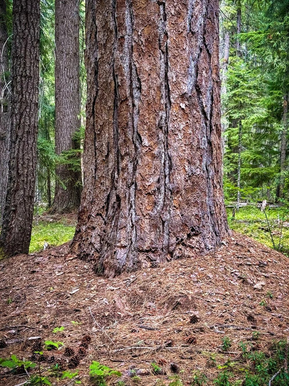 Ponderosa pine duff mound
