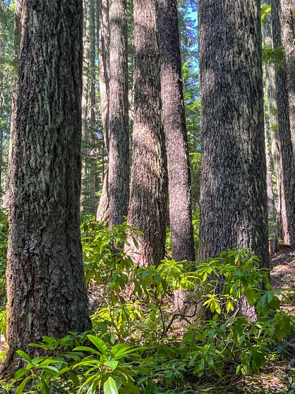 Mature transitional forest