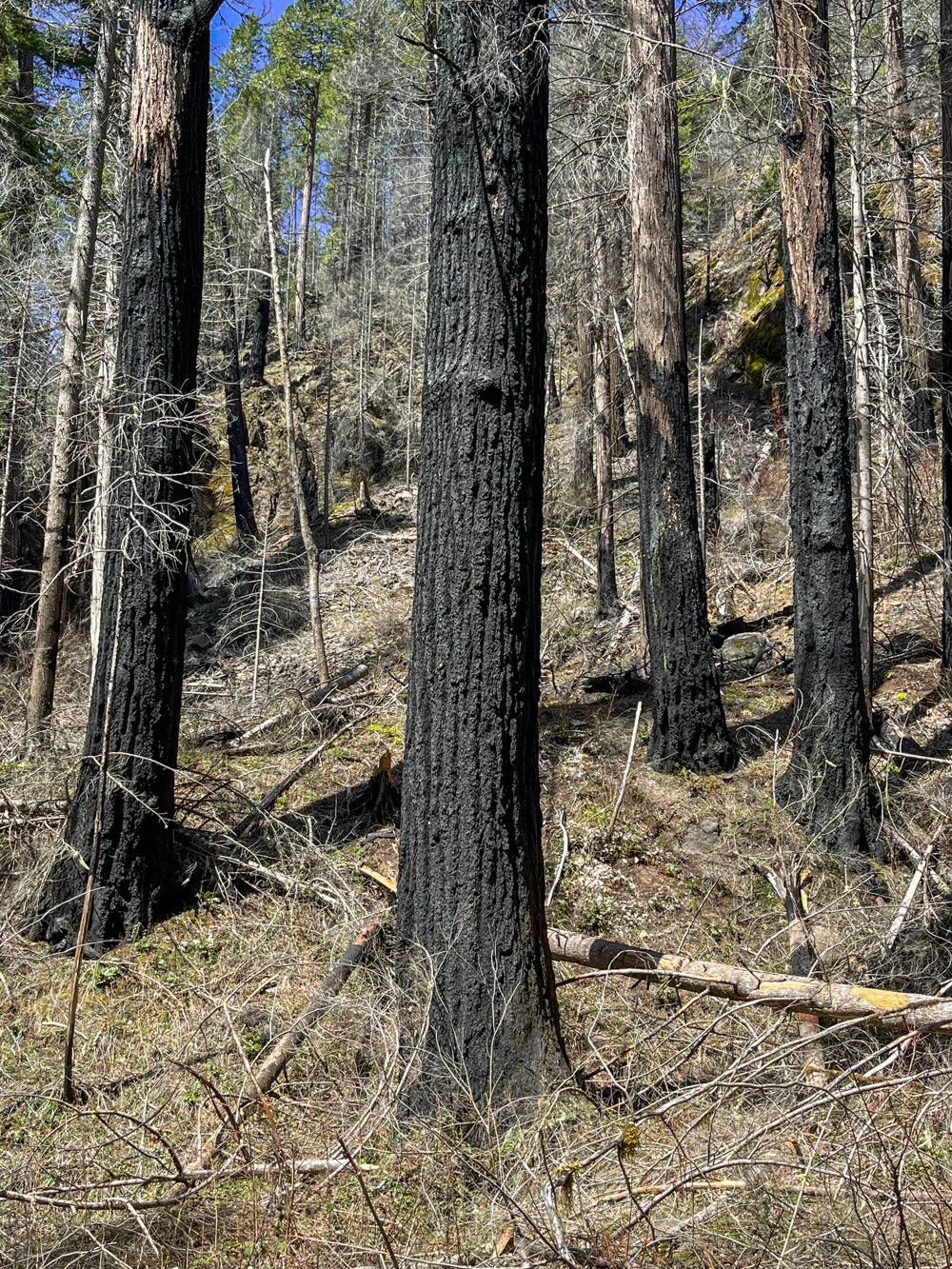 Fire-scorched, large Douglas-fir