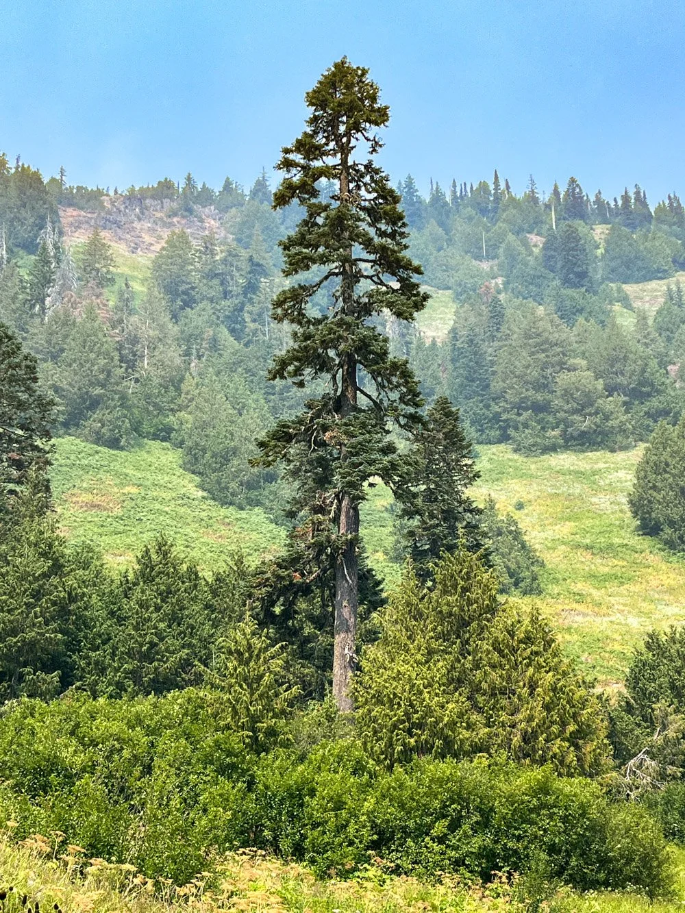 Noble fir sentinel on a smoky day