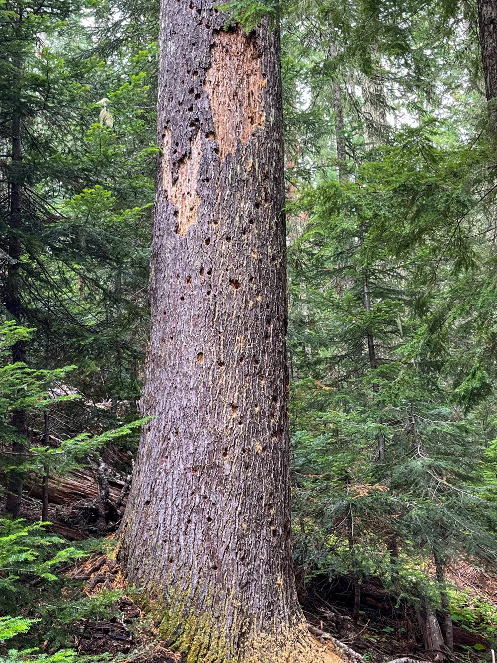 A woodpecker's paradise
