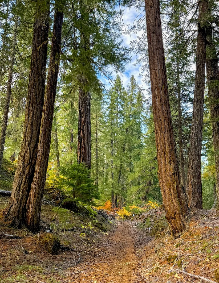 Historic Santiam Wagon Road