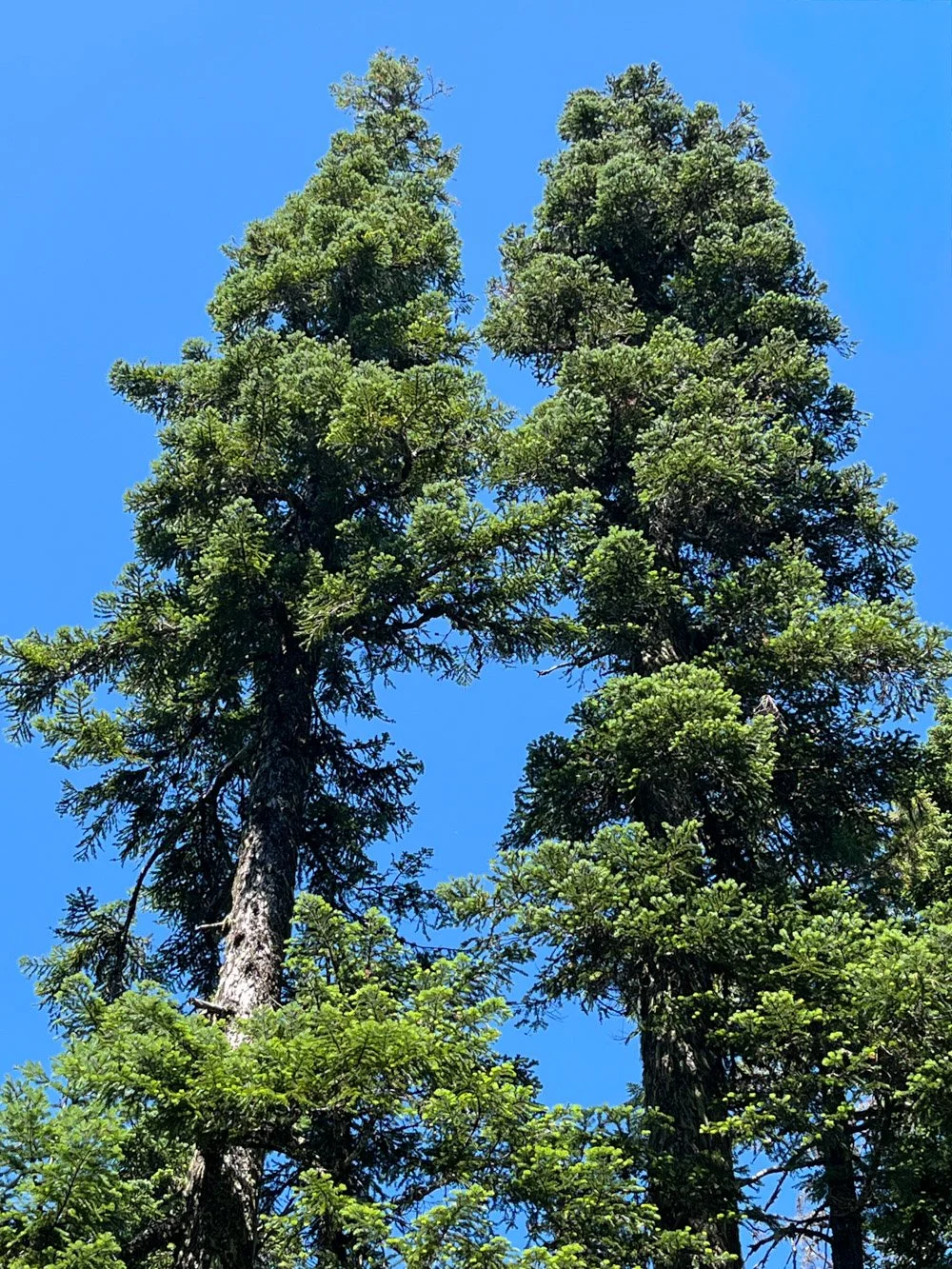 Pacific silver fir