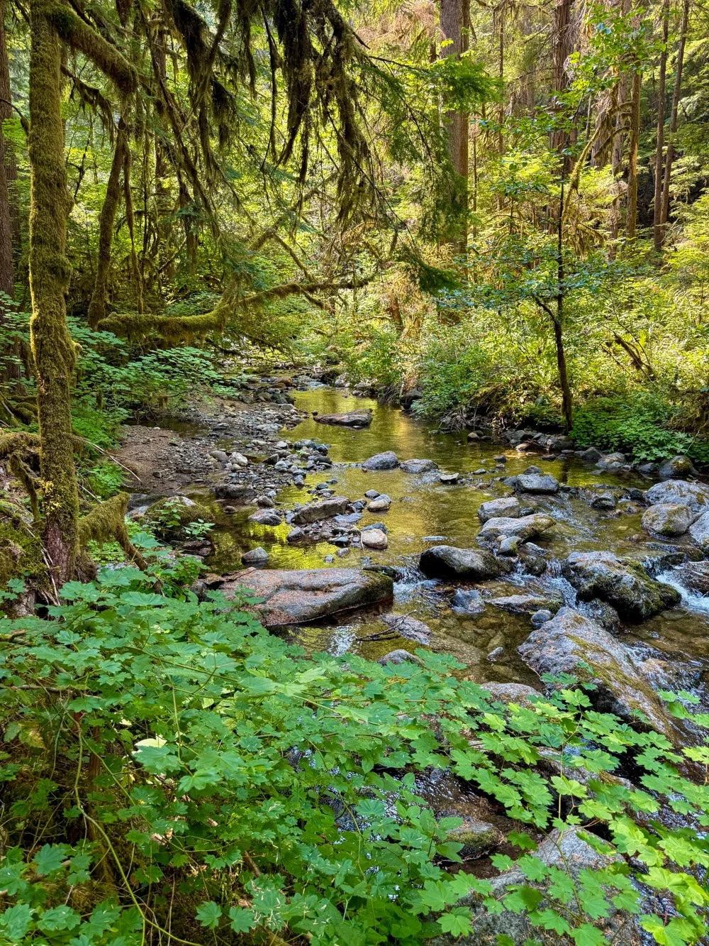 South Fork Cow Creek 