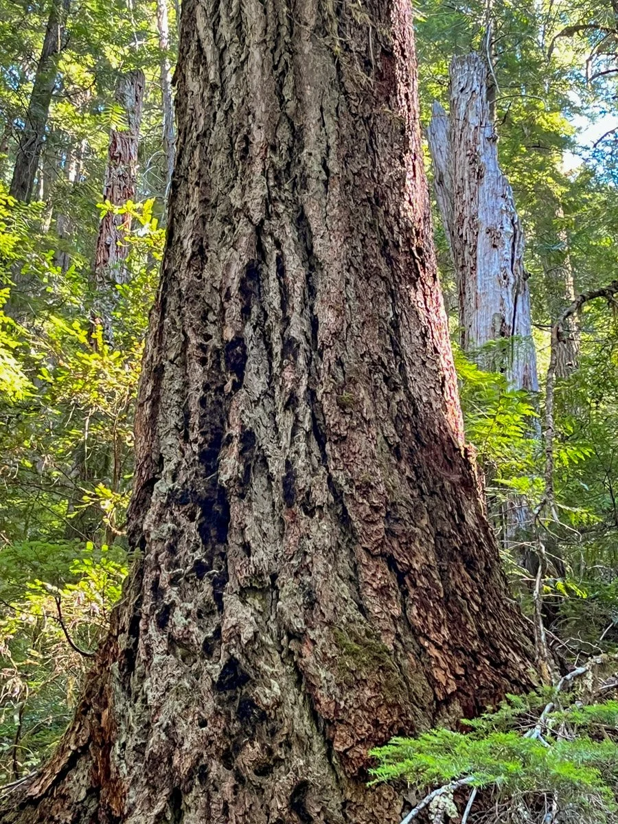 A towering giant