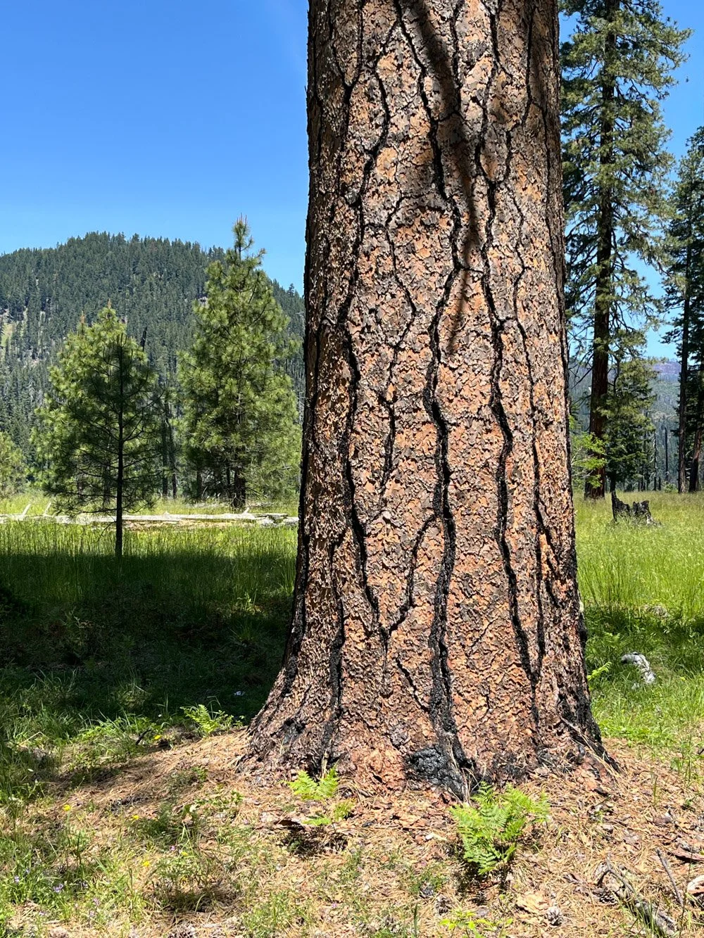 71. Pine Bench