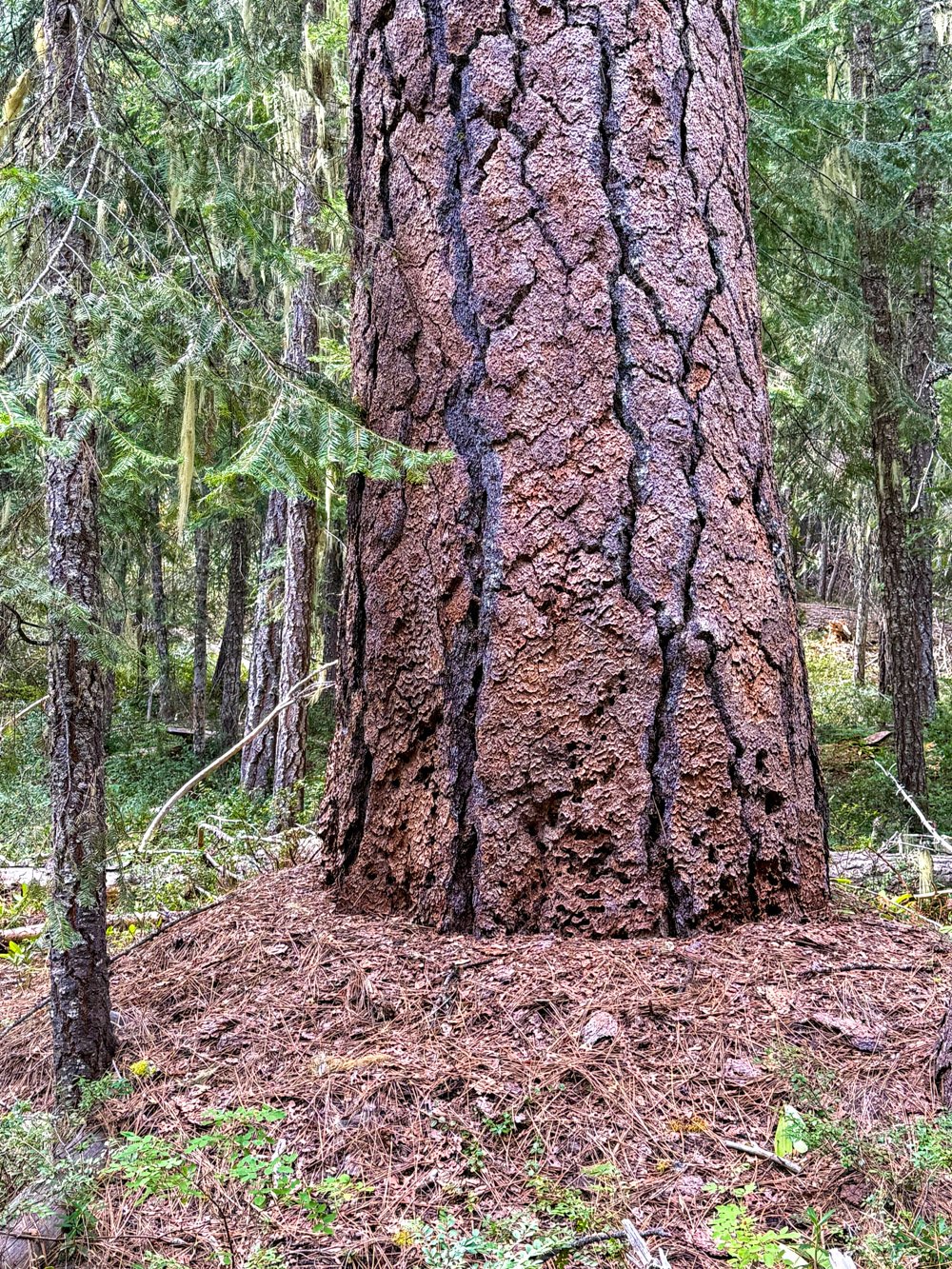 Duff mound