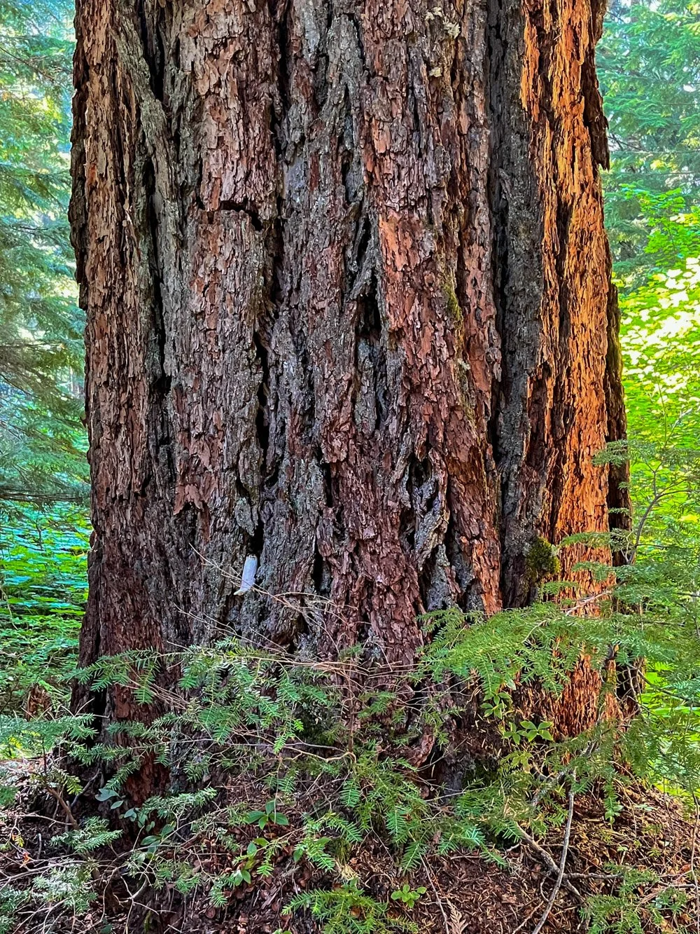 Chunky Douglas-fir