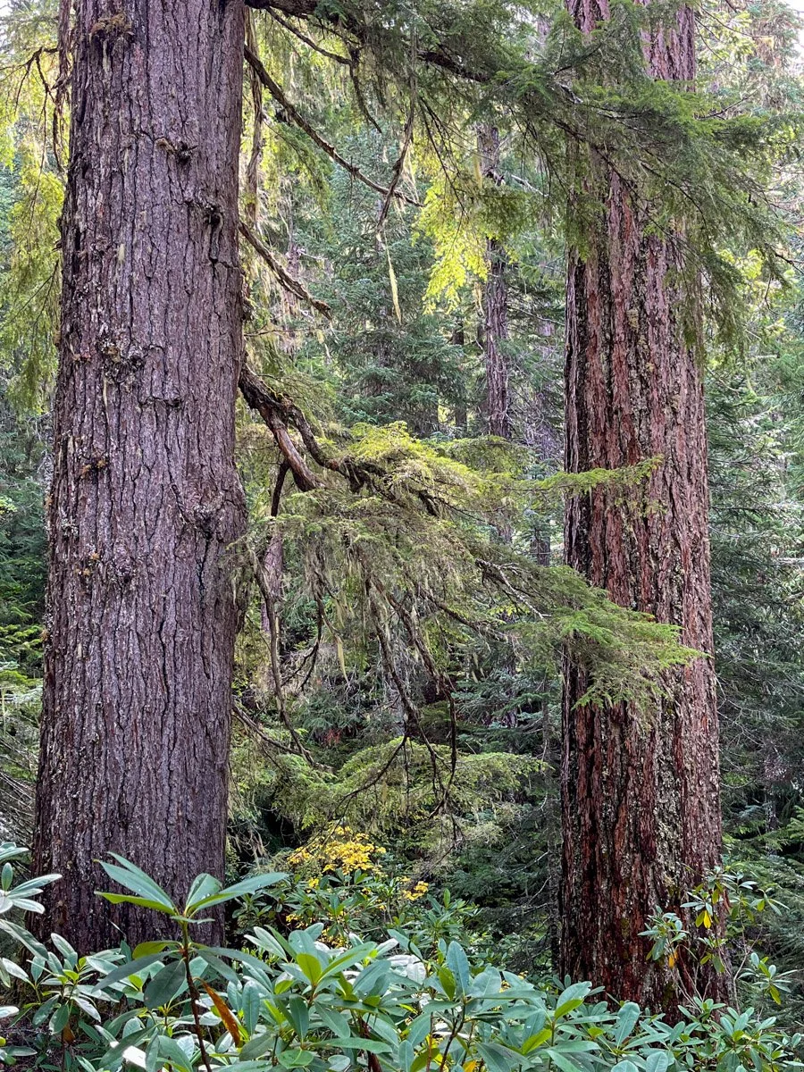 Ancient western hemlock and Douglas-fir