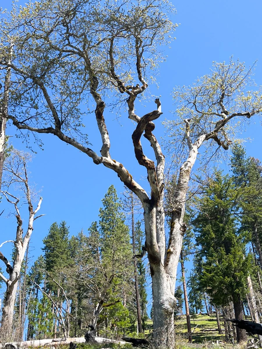 Oregon white oak