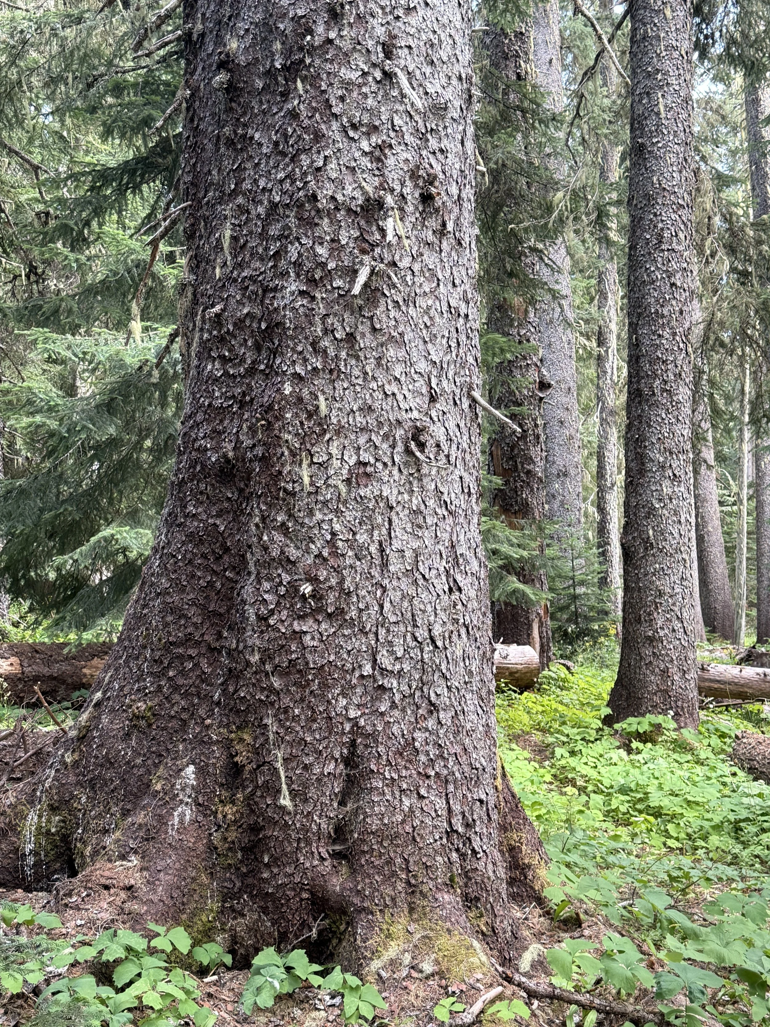 Engelmann spruce