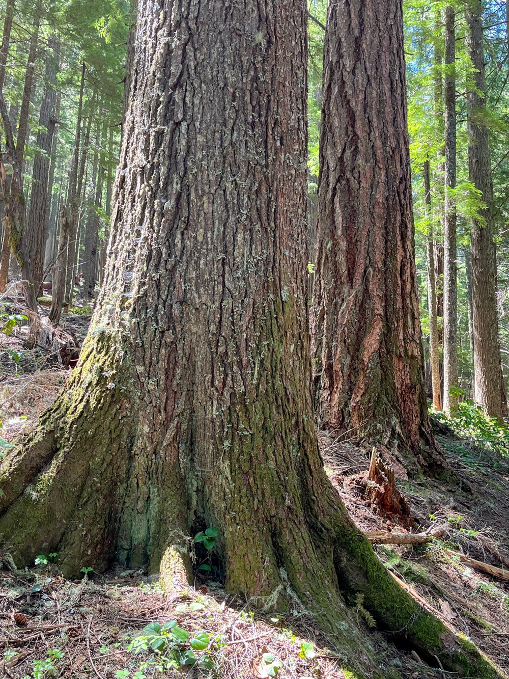 Old western hemlock and Douglas-fir
