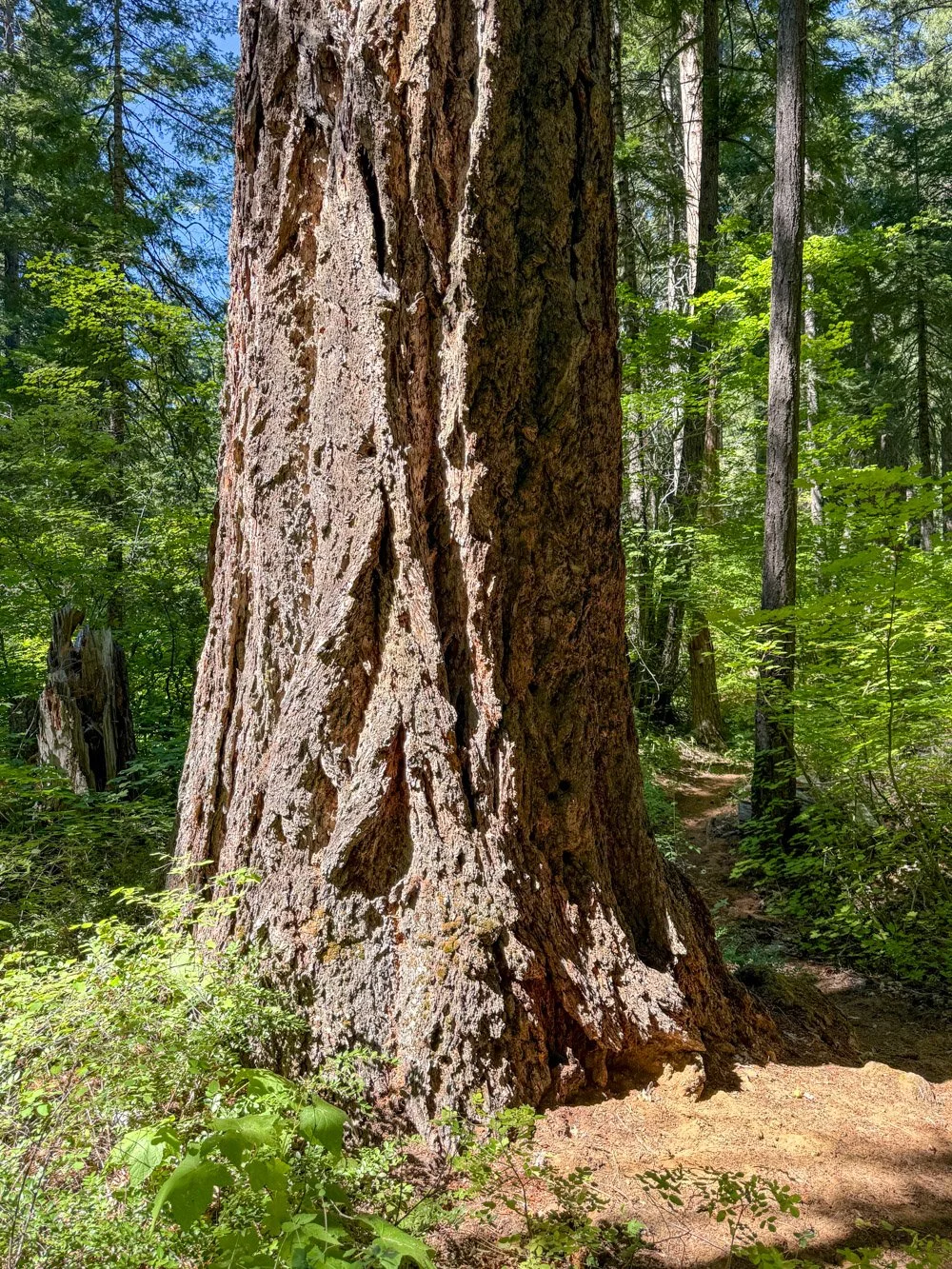 Massive Douglas-fir