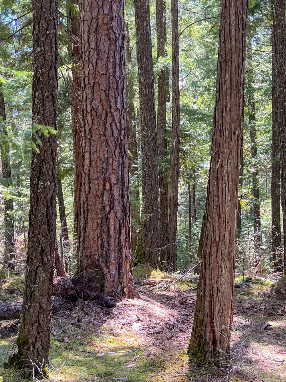 Old pine in young stand