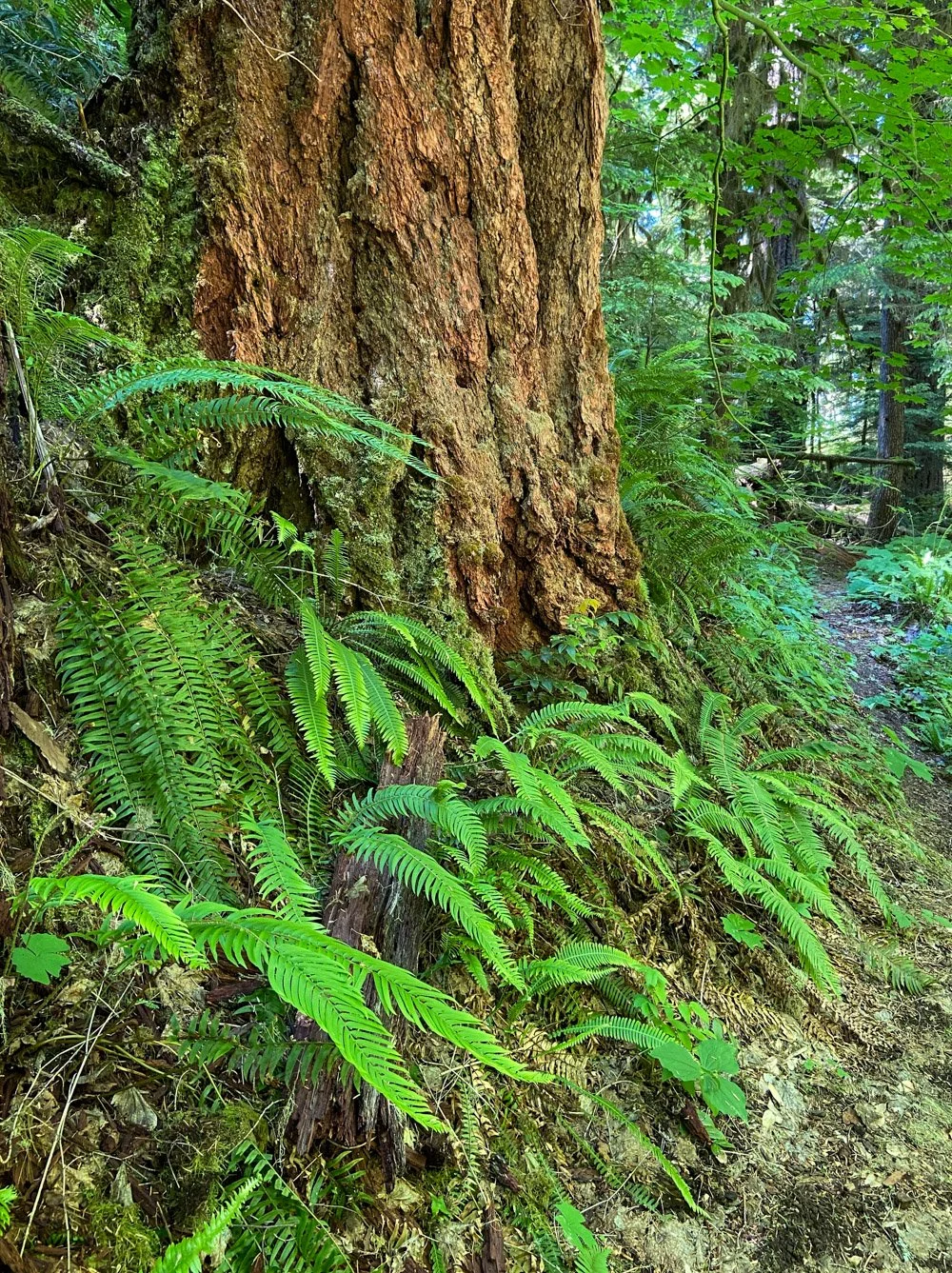Cinnamon-barked Douglas-fir