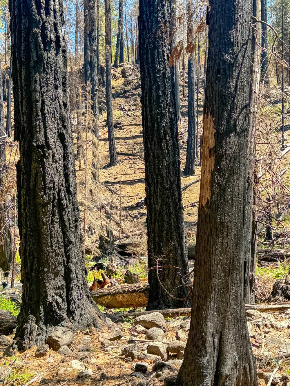 Surviving large Douglas-fir (Emigrant Fire 2025)