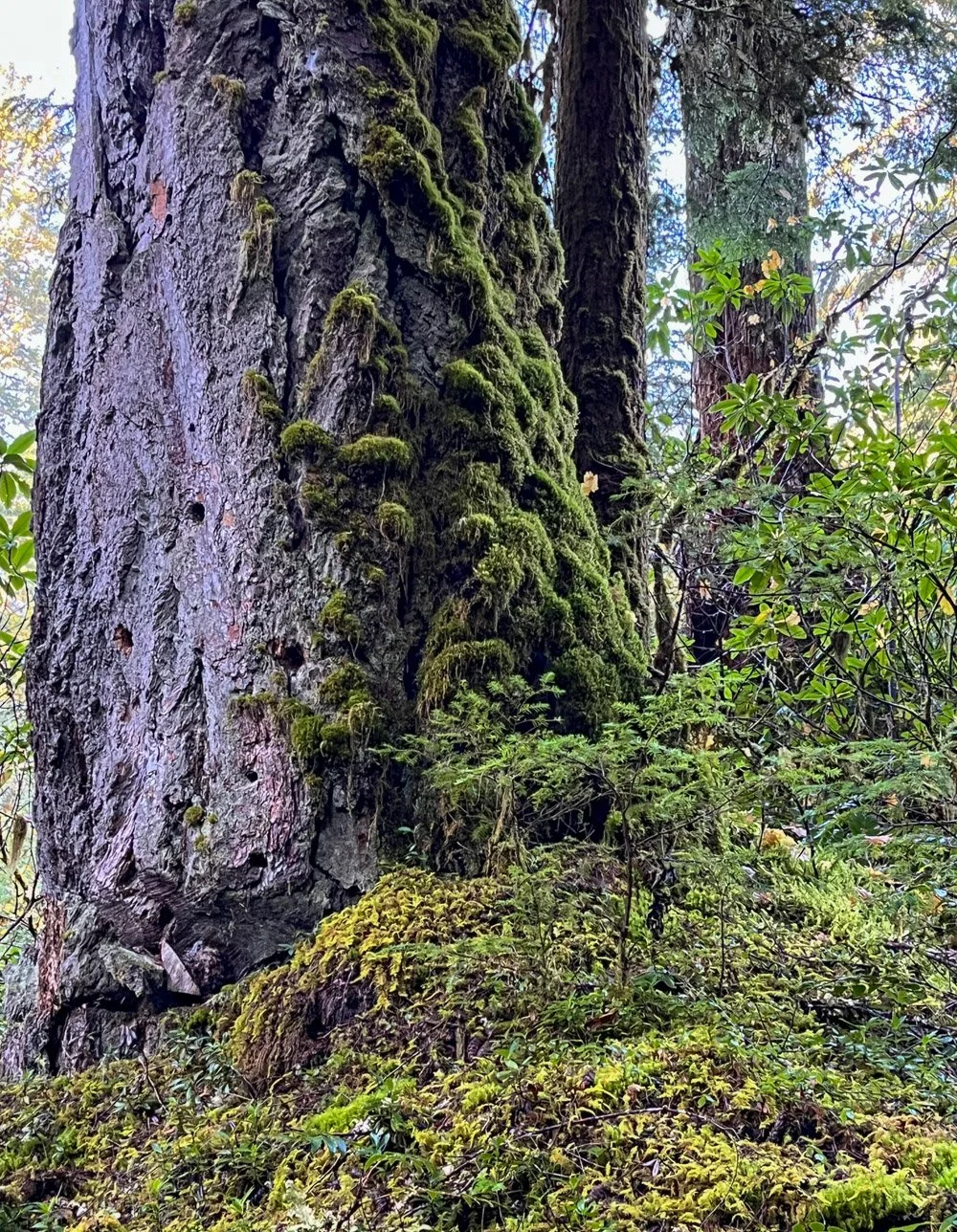 Giant Douglas-fir
