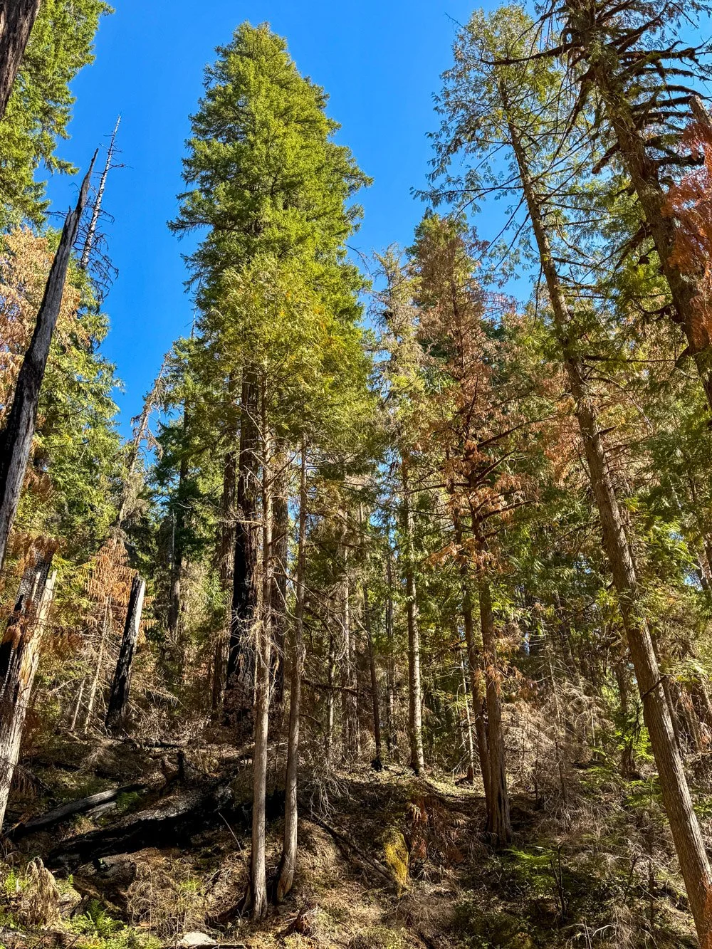 Large-tree survivors