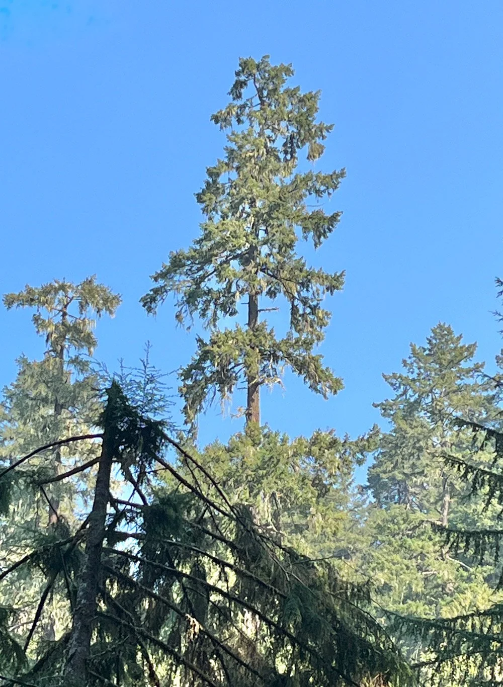 Old Douglas-fir survivors overtopping a younger stand