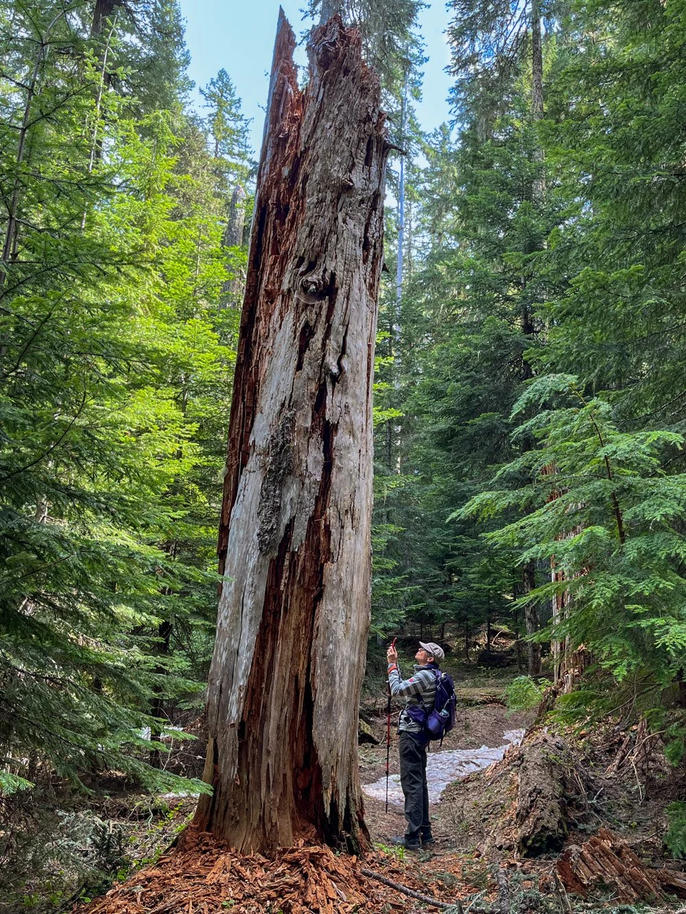 Massive snag