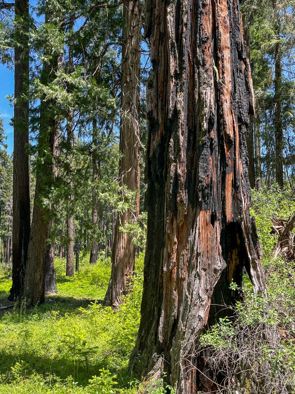 Incense cedar adds variety