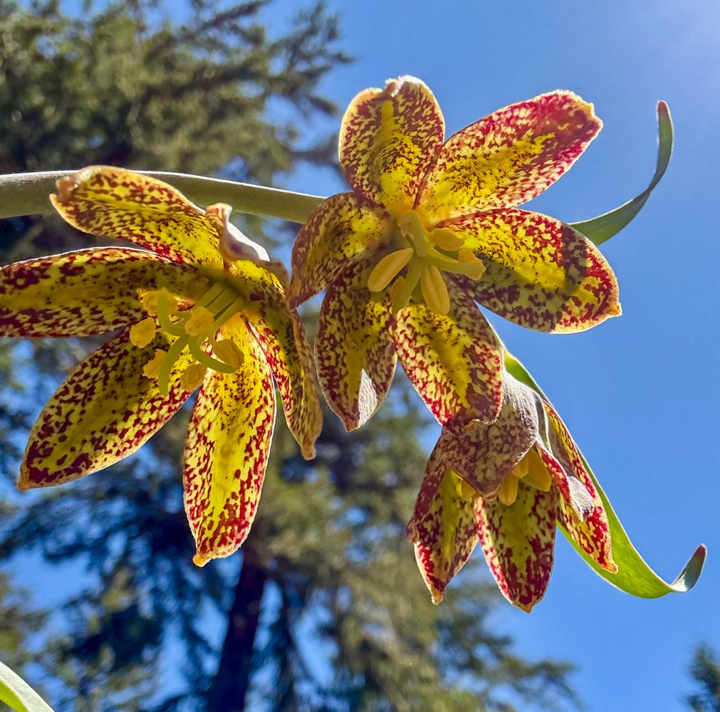 Chocolate lily