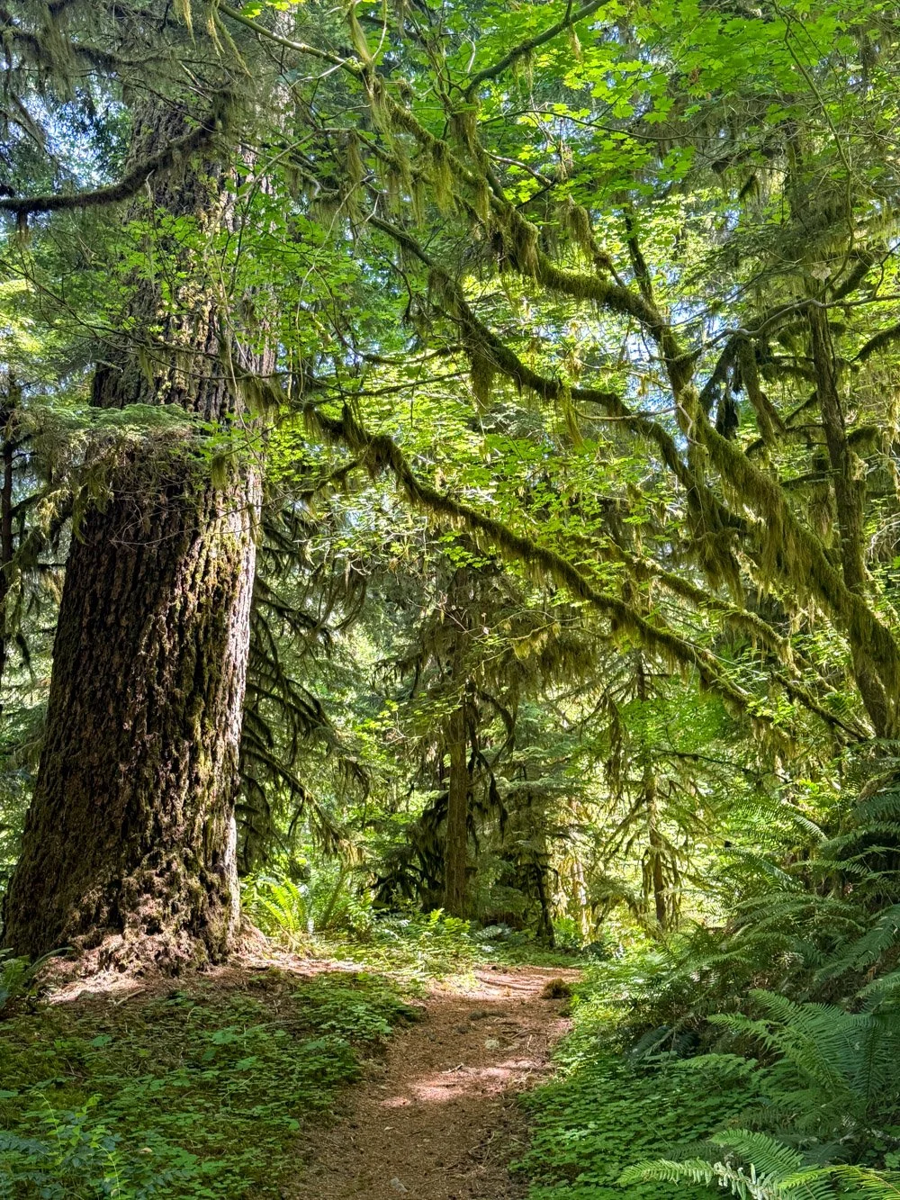 Historic Santiam Wagon Road