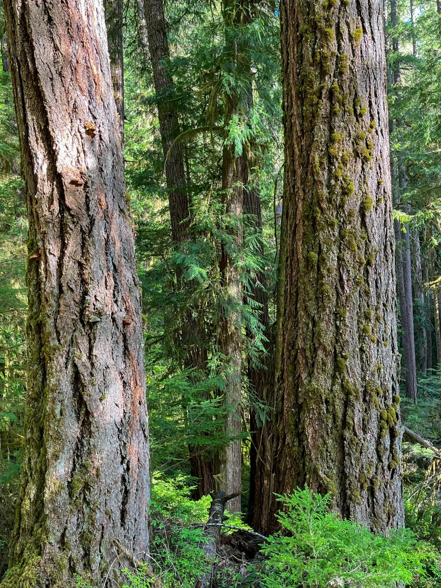 Gorgeous Douglas-fir