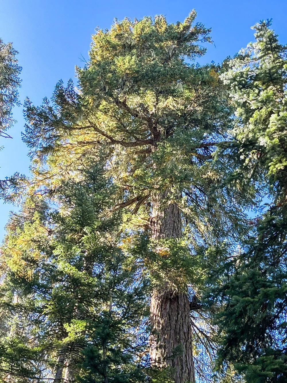 Crown of an ancient Douglas-fir