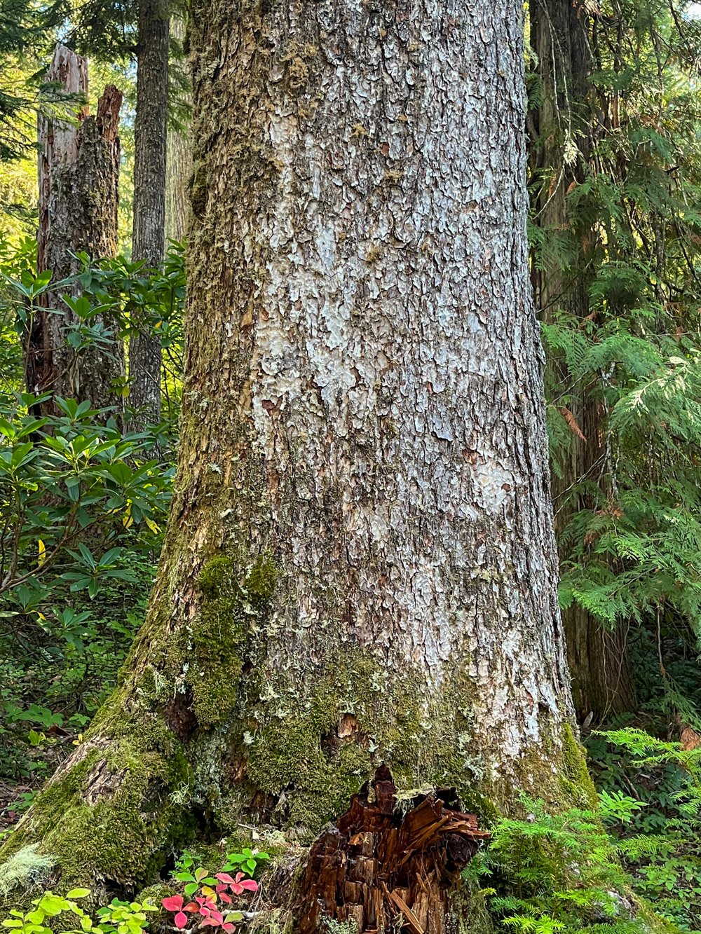 Old Pacific silver fir