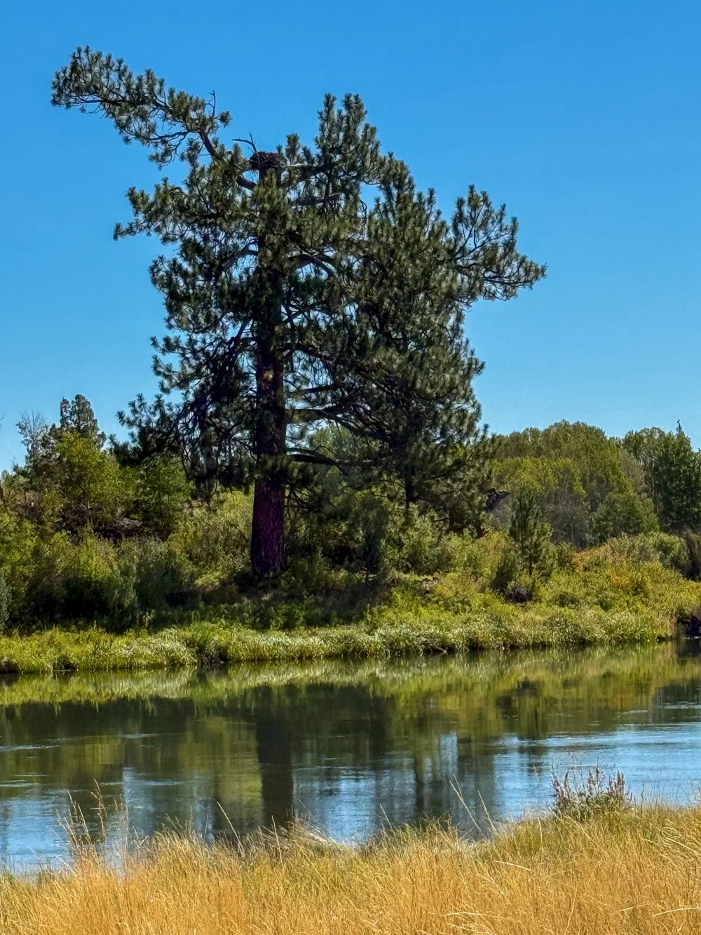 Old pine and osprey nest