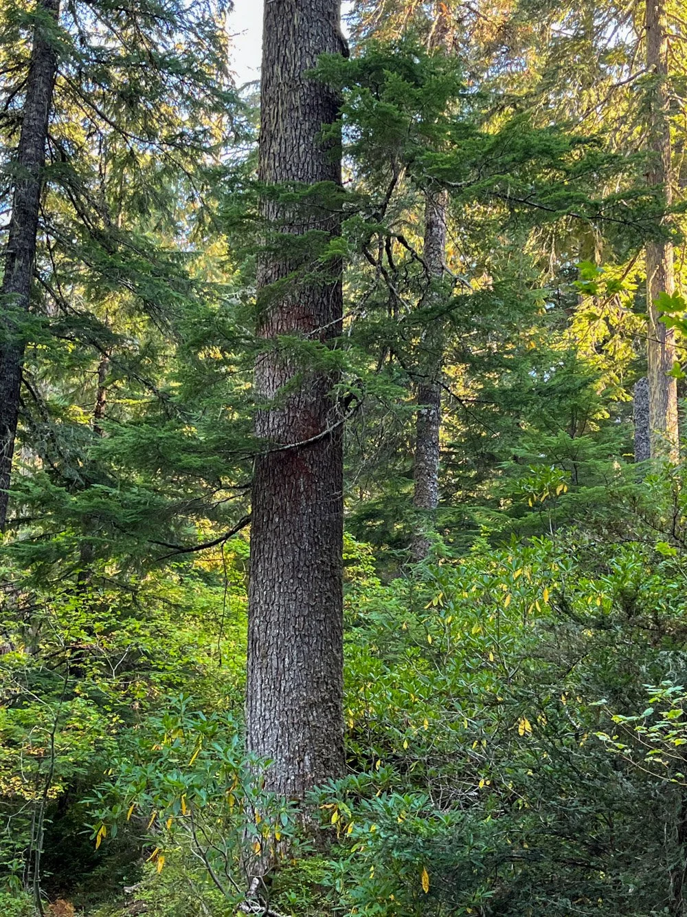 Western hemlock, pre-fire