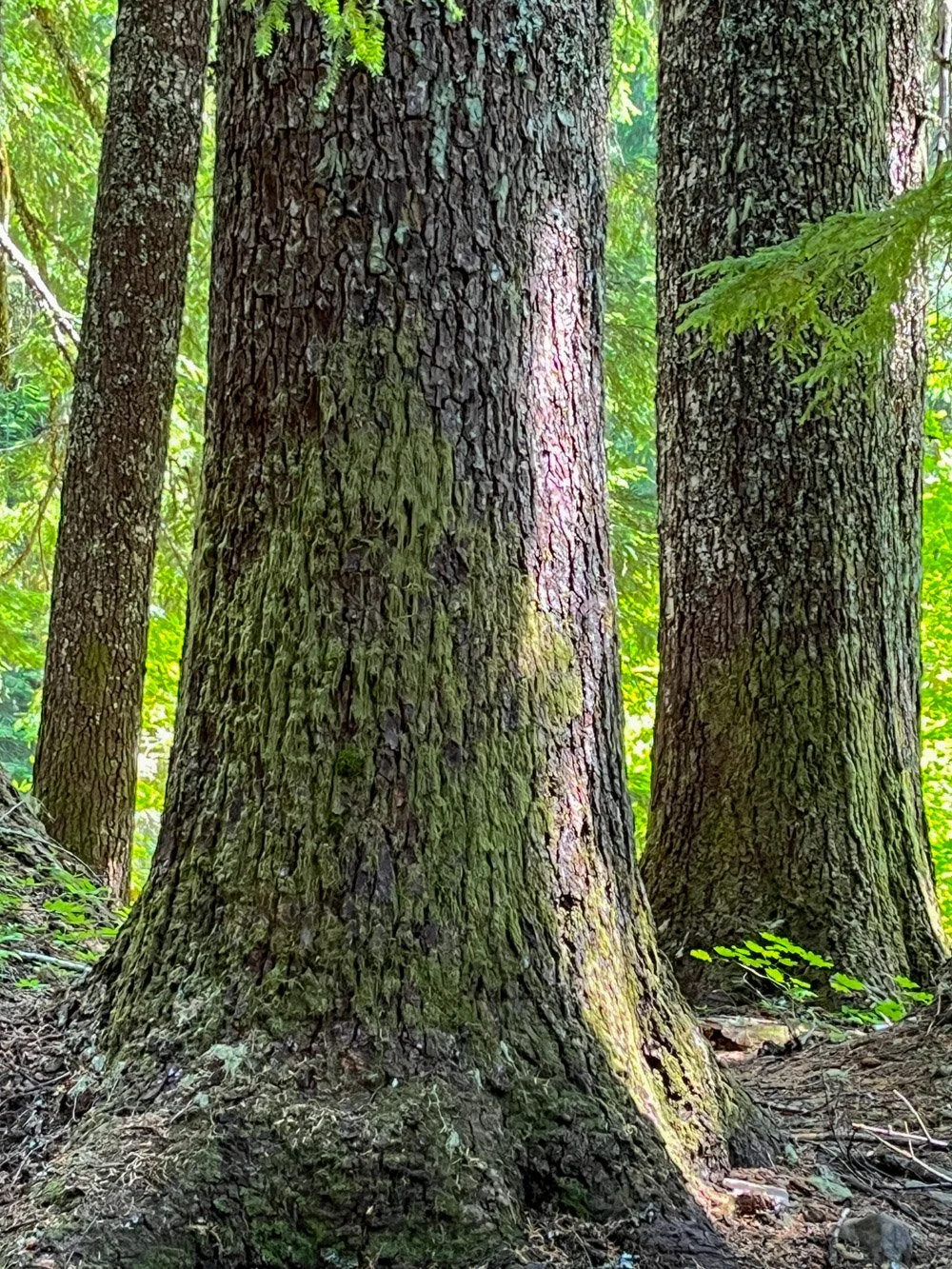 Large noble fir