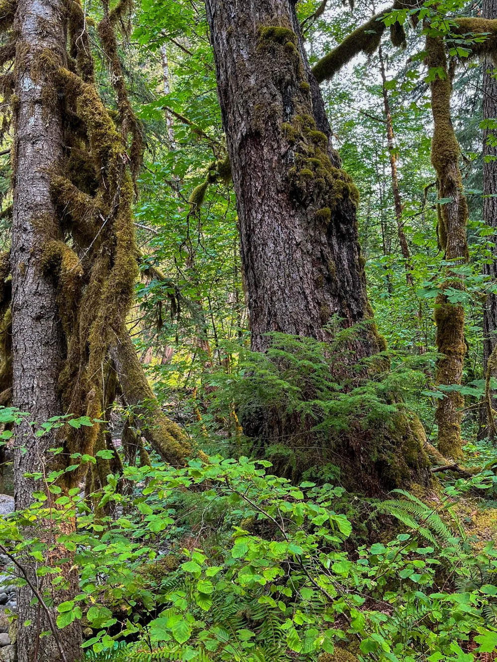 Unburned old growth