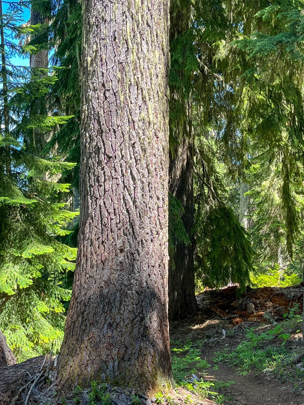 Mountain hemlock