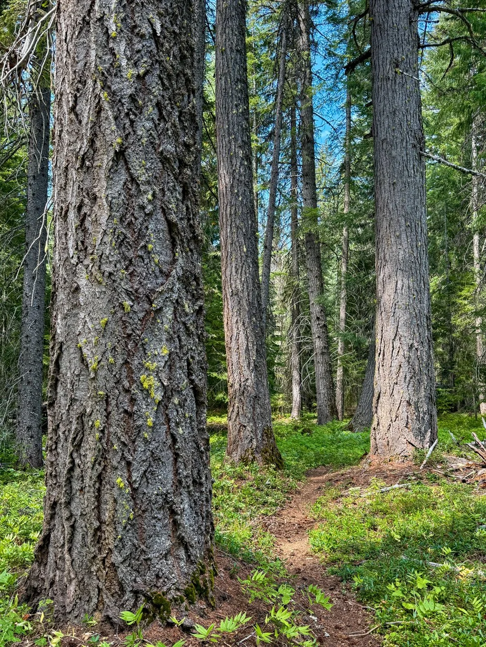 Douglas-fir