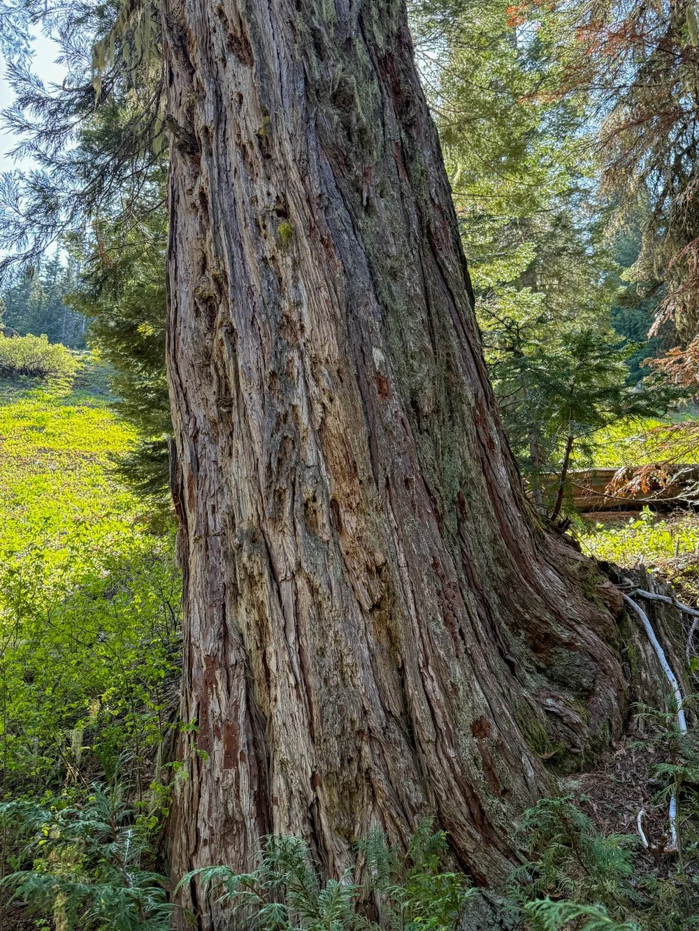 Incense cedar
