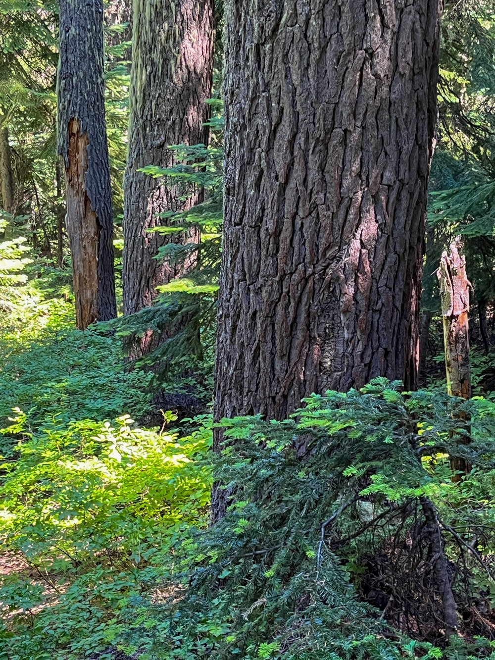 Mountain hemlock by the trail