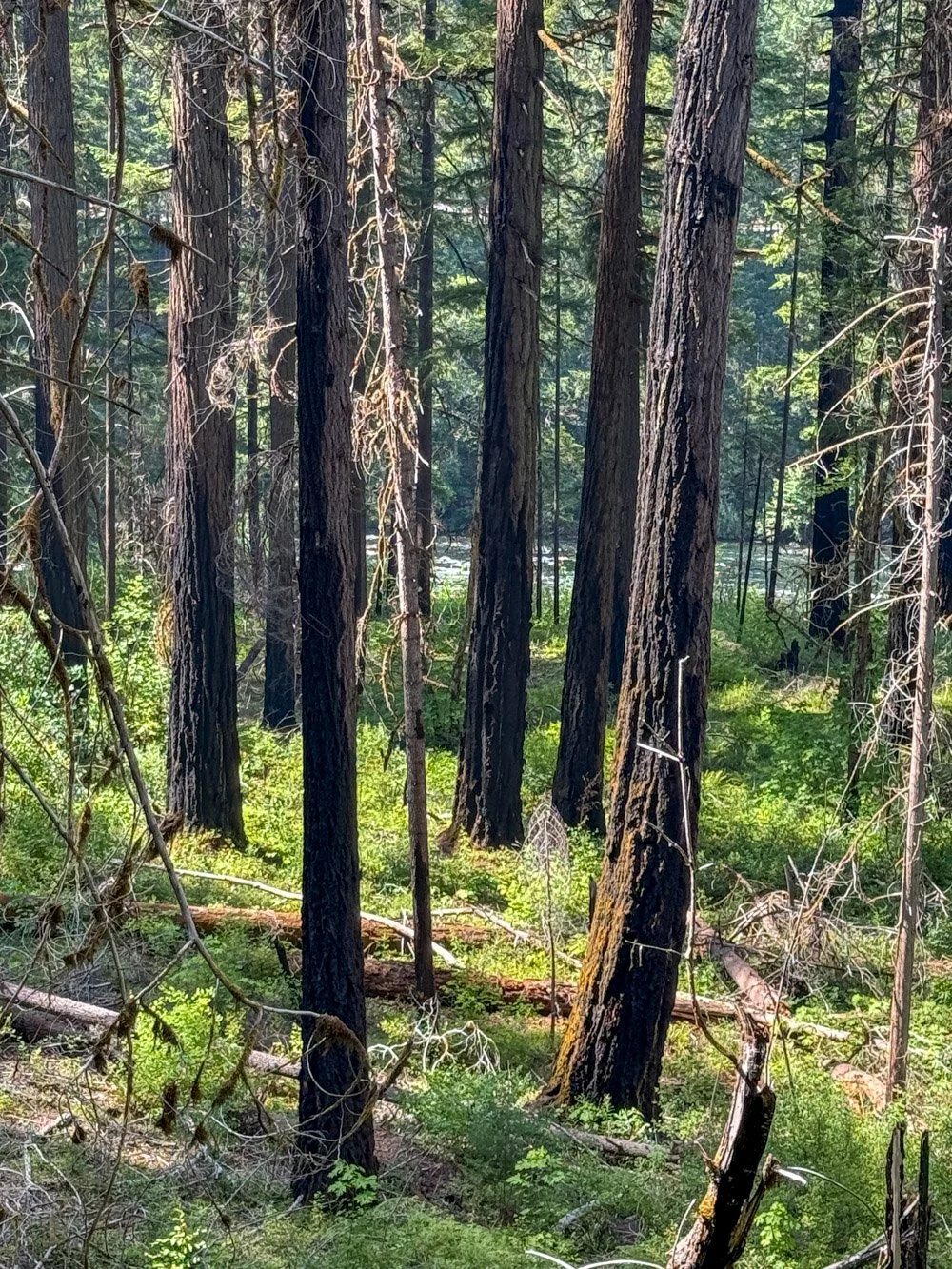 Old Douglas-fir on riparian terrace mostly survived