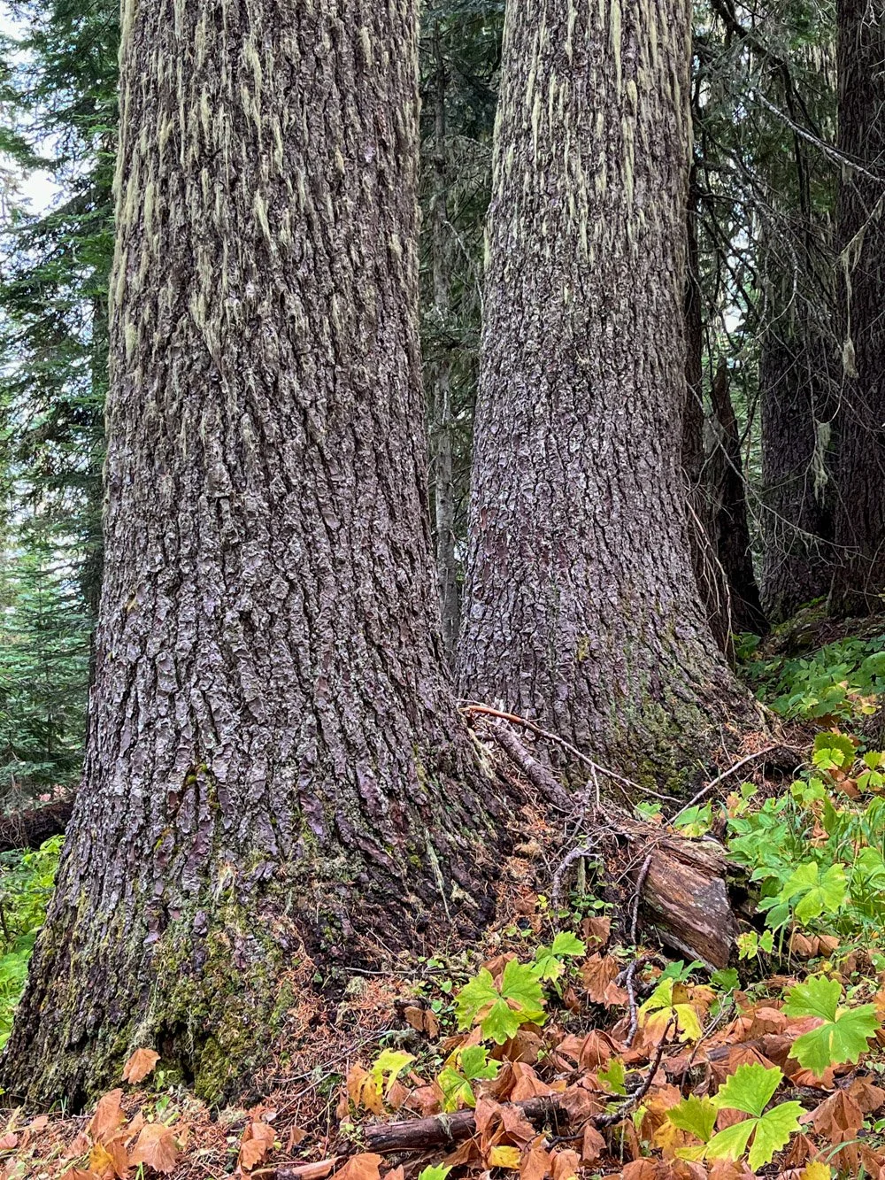 Stout Shasta red fir