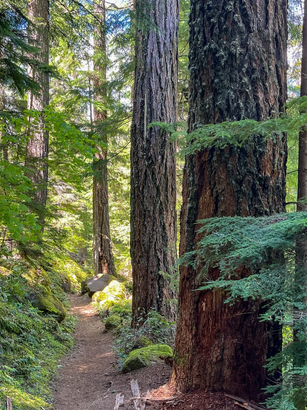 Old Douglas-fir along Watson Creek