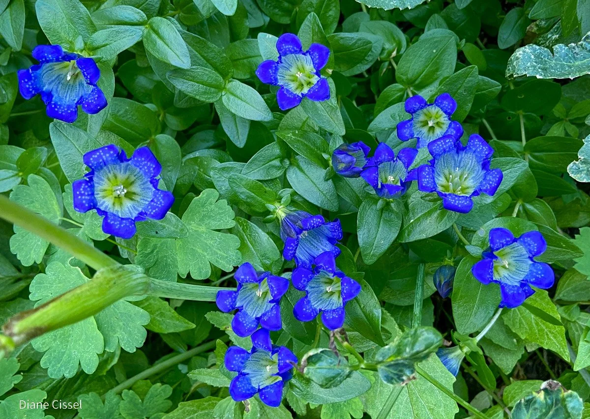 Mountain gentian