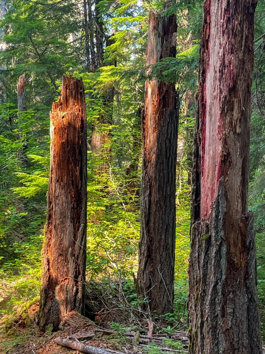 Douglas-fir snags