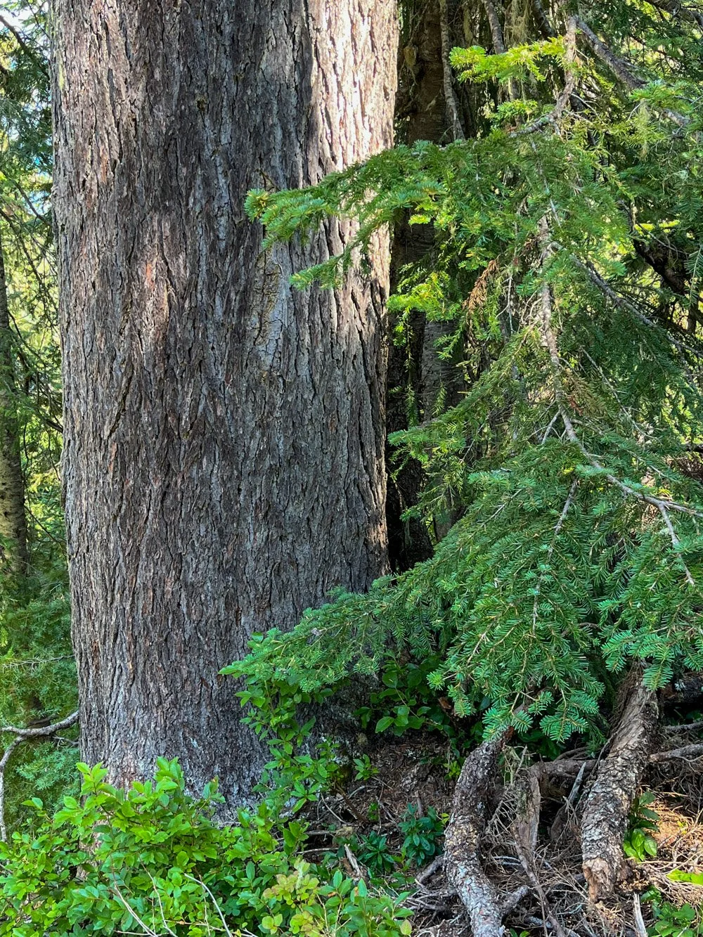 Mountain hemlock