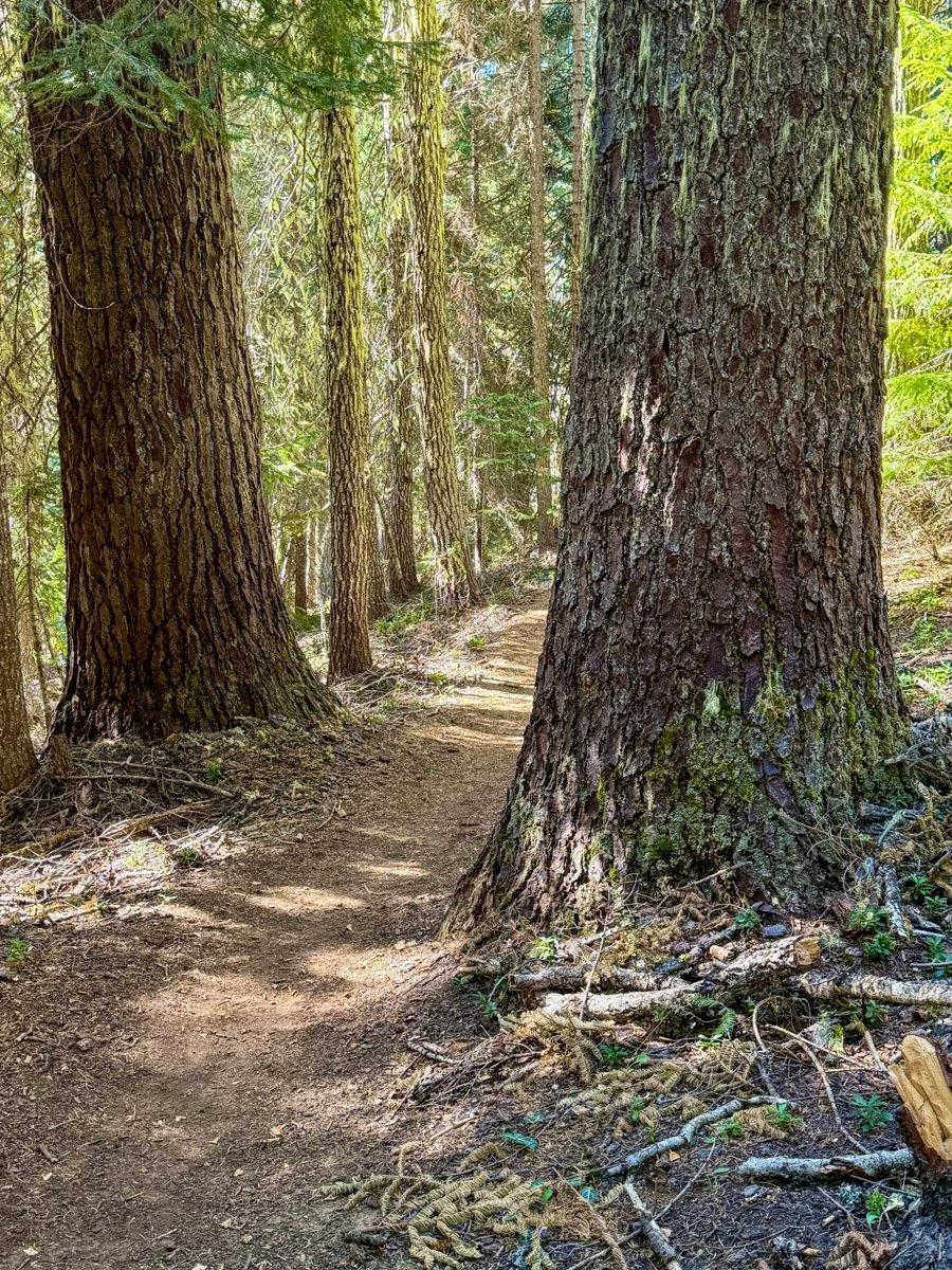 Old noble fir